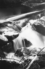 Load image into Gallery viewer, Elliott Pearltree - Waterworks
