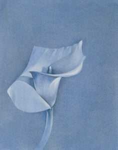 Calla Lily, Monochrome in Winter Blues by Susan Manchester