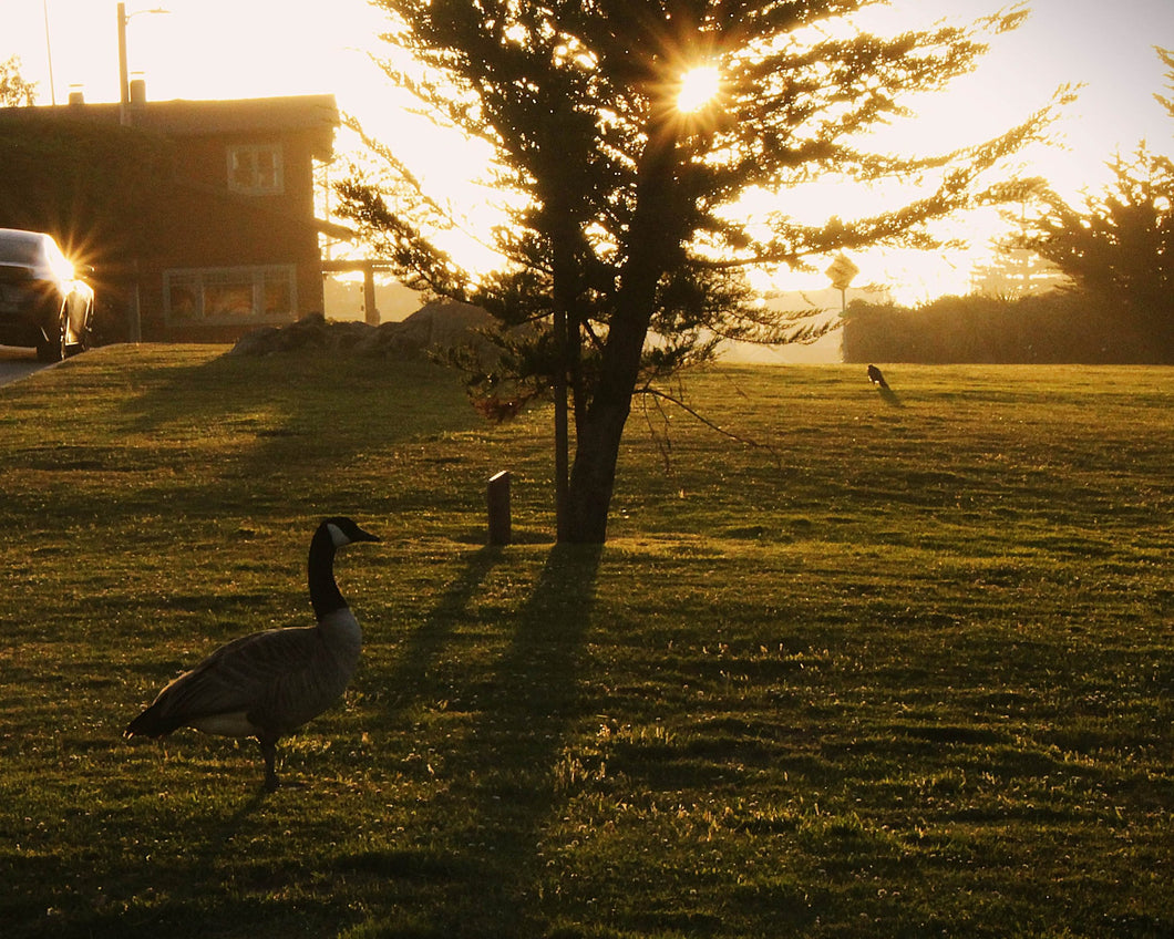 Golden Goose by Brianna Meskus