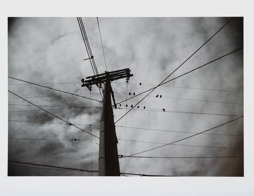 Birds and Wires by Elliott Peartree
