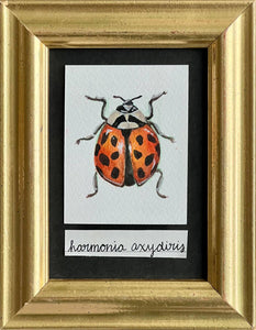 Lady Beetle by Julia Blakely