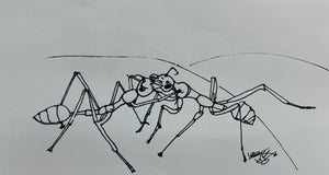 Study Of Social Love : Trophallaxis in Oecophylla smaragdina   By CJ Hunt